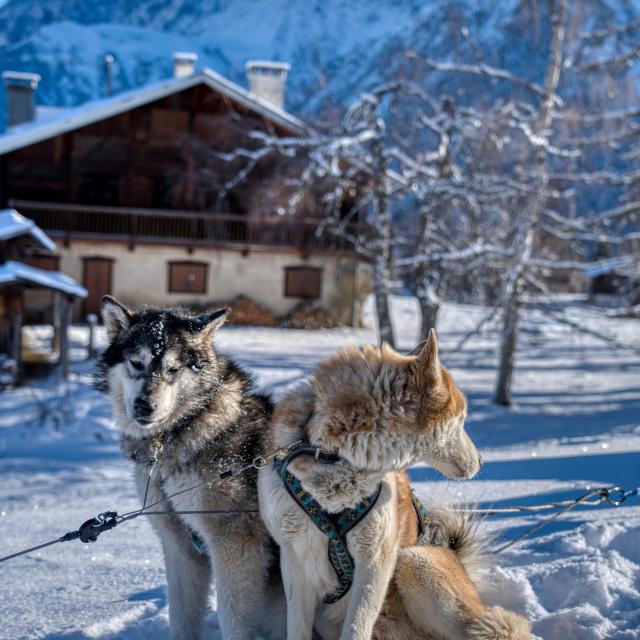 Sled dogs in Saint-Gervais Mont-Blanc