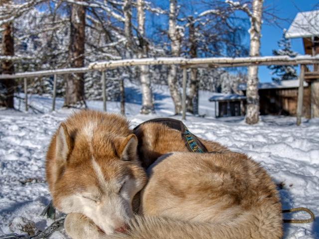 Sled dogs in Saint-Gervais Mont-Blanc