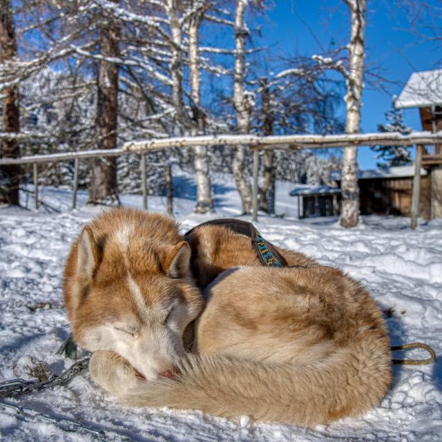 Sled dogs in Saint-Gervais Mont-Blanc