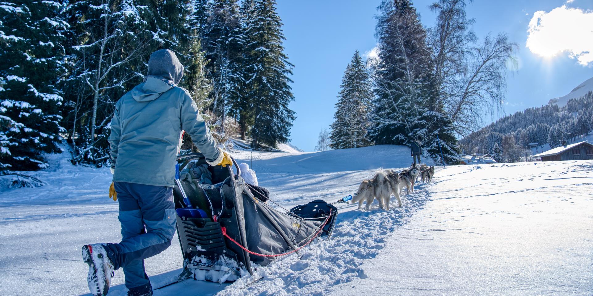 Sled dog Saint-Gervais Mont-Blanc