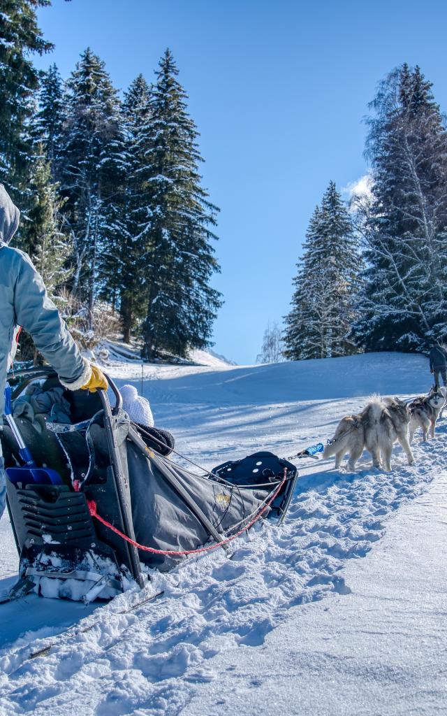 Sled dog Saint-Gervais Mont-Blanc