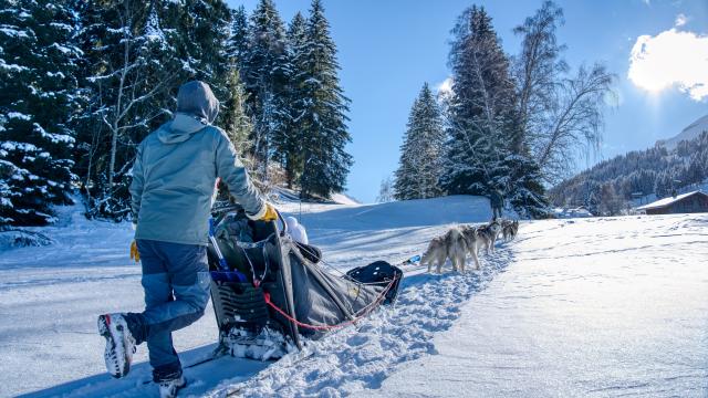 Sled dog Saint-Gervais Mont-Blanc