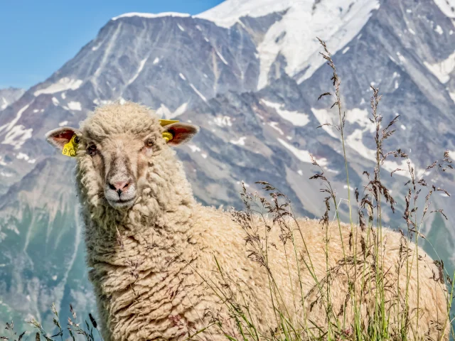 Mouton dans les alpages de Saint-Gervais Mont-Blanc