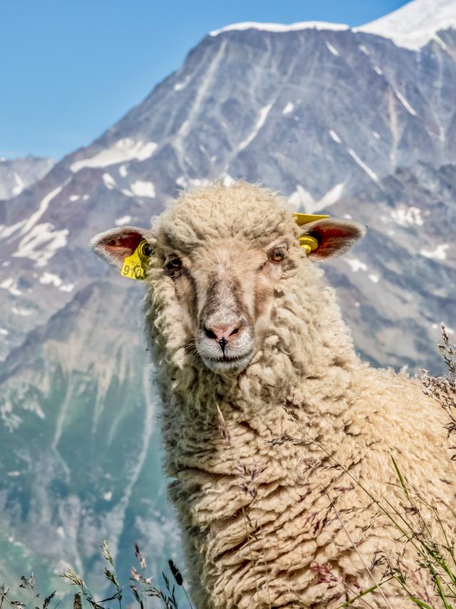 Mouton dans les alpages de Saint-Gervais Mont-Blanc