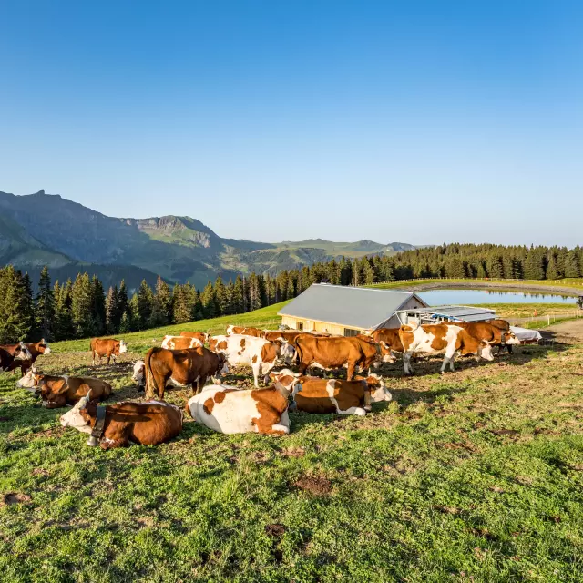 Vaches à l'alpage de joux