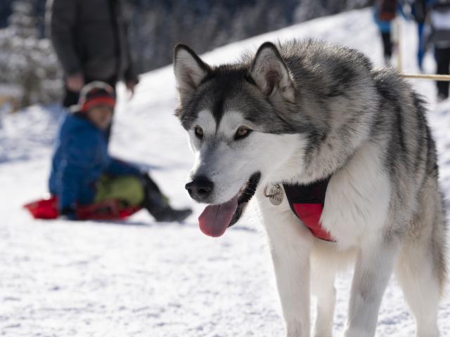 Chien de traineau à Saint-Gervais Mont-Blanc