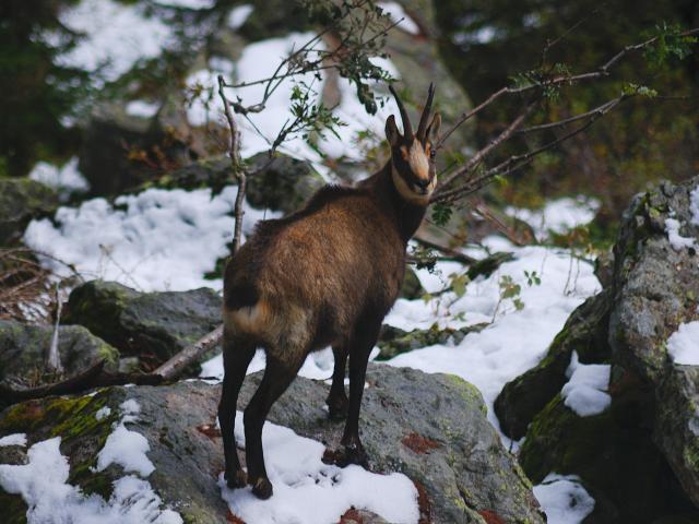 Chamois dans la neige