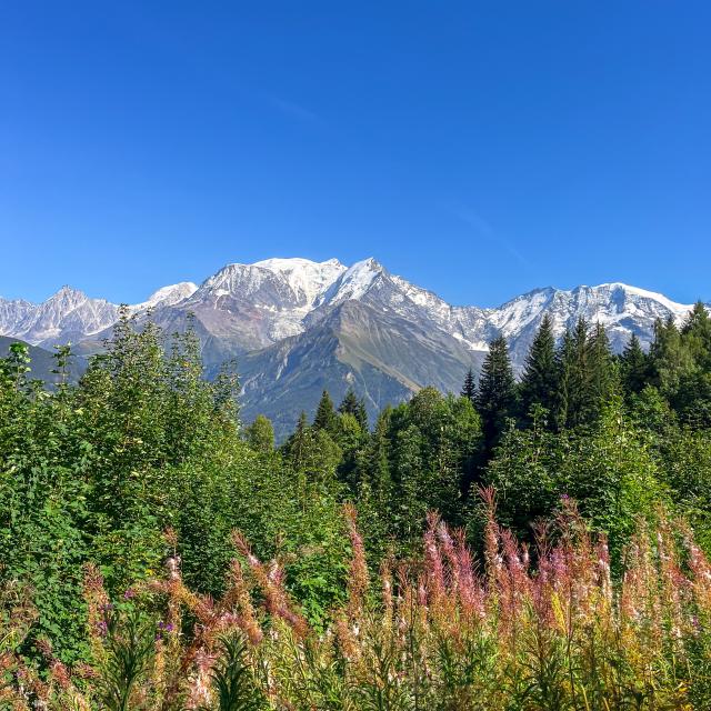 The Mont-Blanc massif, a jewel case of nature