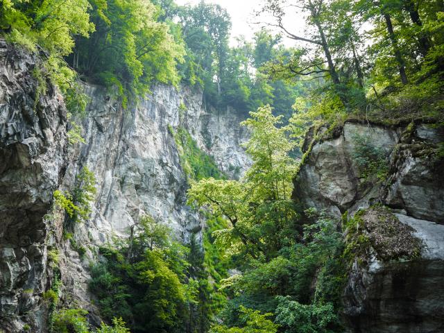 The forest of the Parc Thermal du Fayet