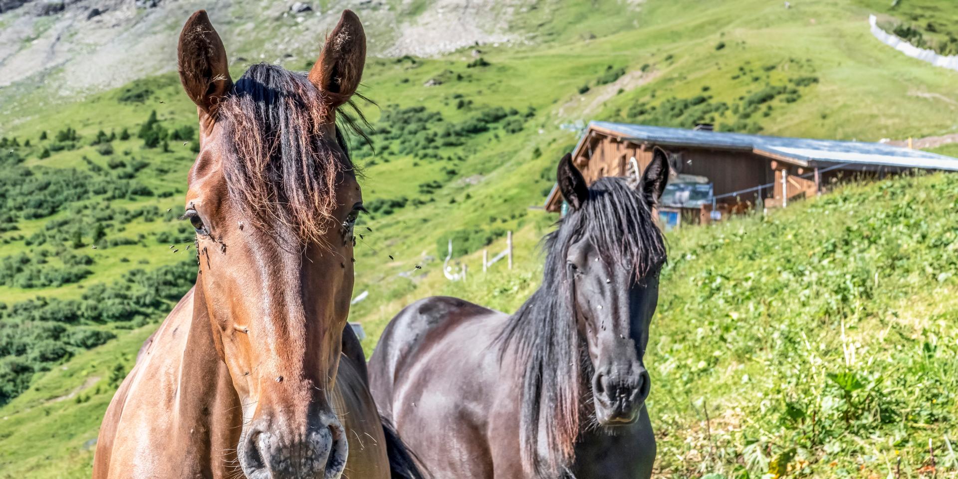 Équitation à Saint-Gervais Mont-Blanc