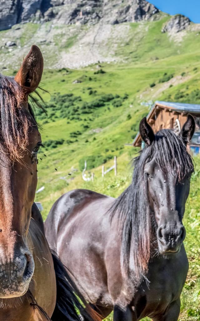 Horseback riding in Saint-Gervais Mont-Blanc