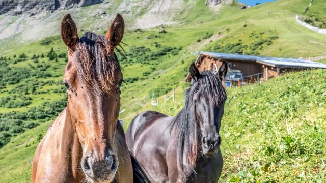 Equitazione a Saint-Gervais Mont-Blanc