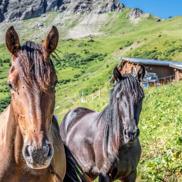 Équitation à Saint-Gervais Mont-Blanc