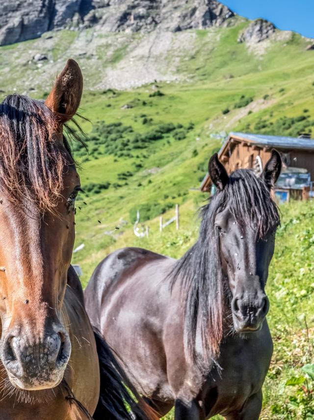 Horseback riding in Saint-Gervais Mont-Blanc