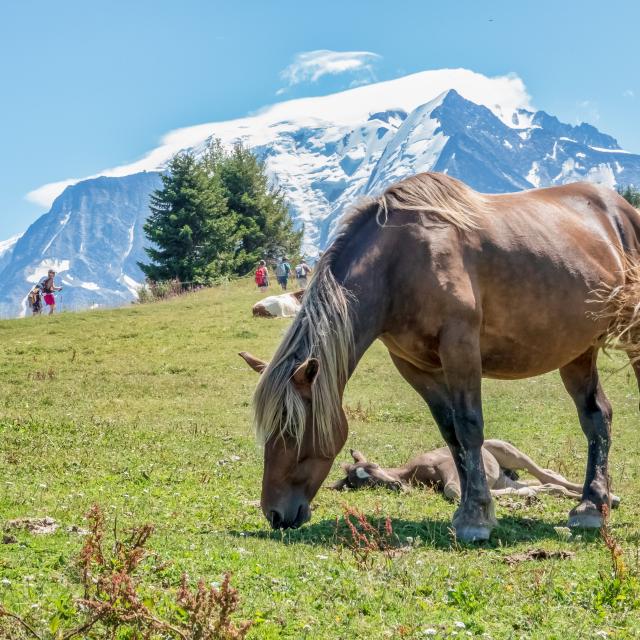 Cheval dans les alpages de Saint-Gervais