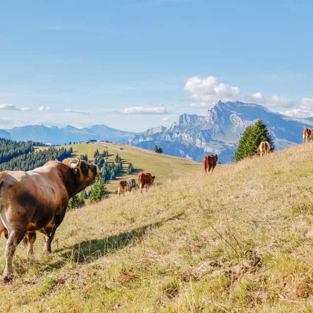 Les alpages sur les pistes de Saint-Gervais Mont-Blanc