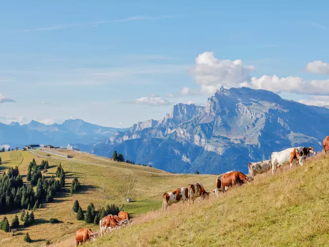 Promenade dans les alpages de Saint-Gervais Mont-Blanc