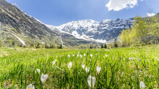 Les crocus de miage