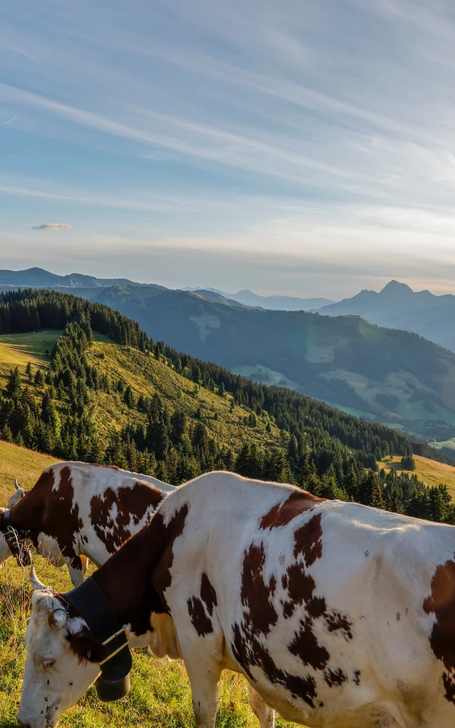 Coucher de soleil dans les alpages de Saint-Gervais Mont-Blanc