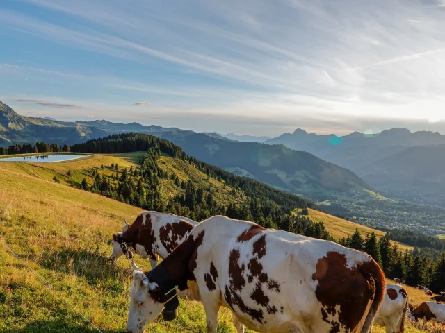 Coucher de soleil dans les alpages de Saint-Gervais Mont-Blanc