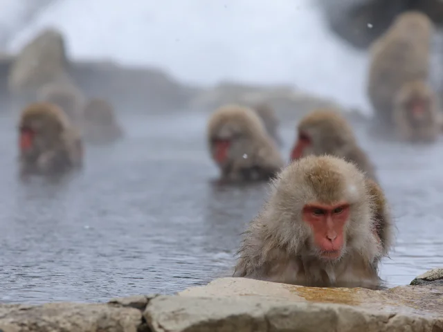 Snow Monkey1 1