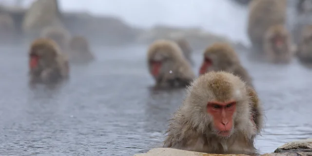 Snow Monkey1