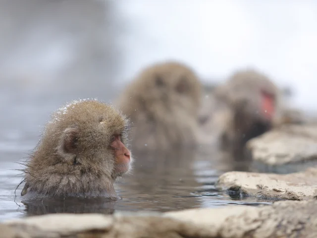 Snow Monkey4copie