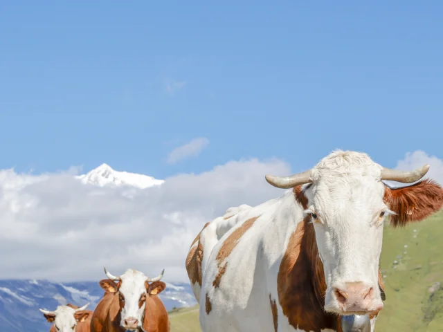 Vache et son troupeau dans les alpages